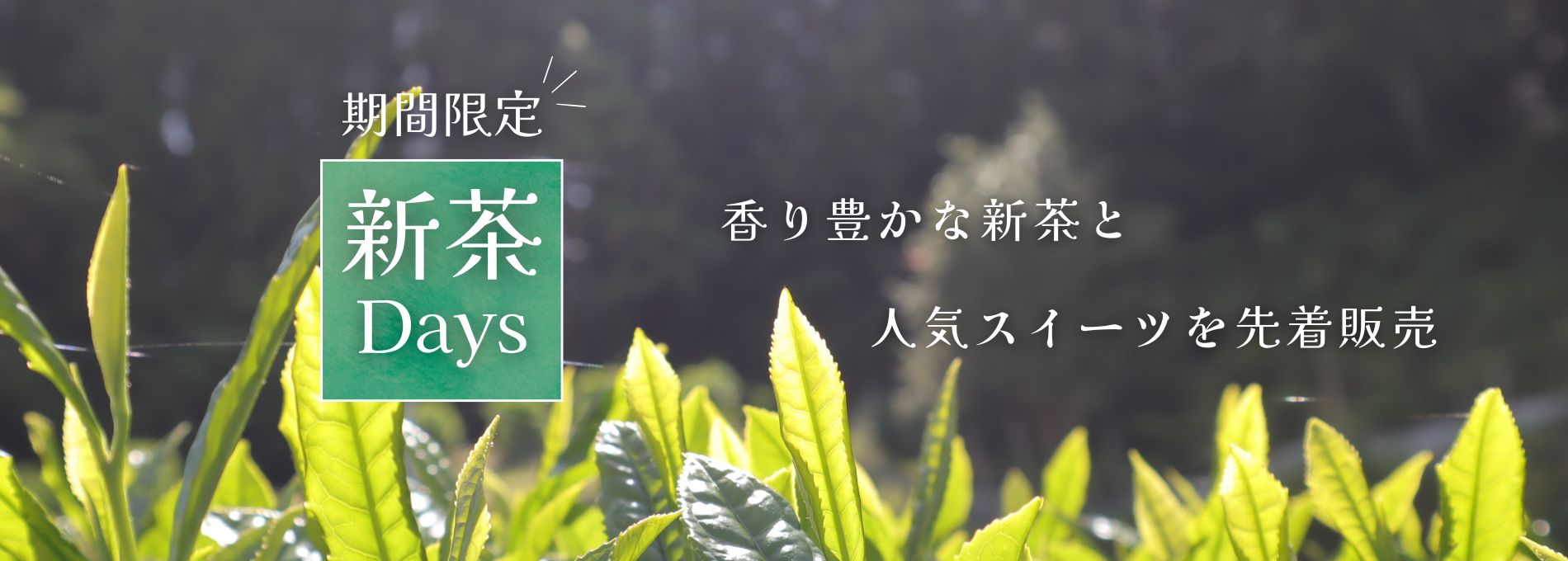 新茶Days