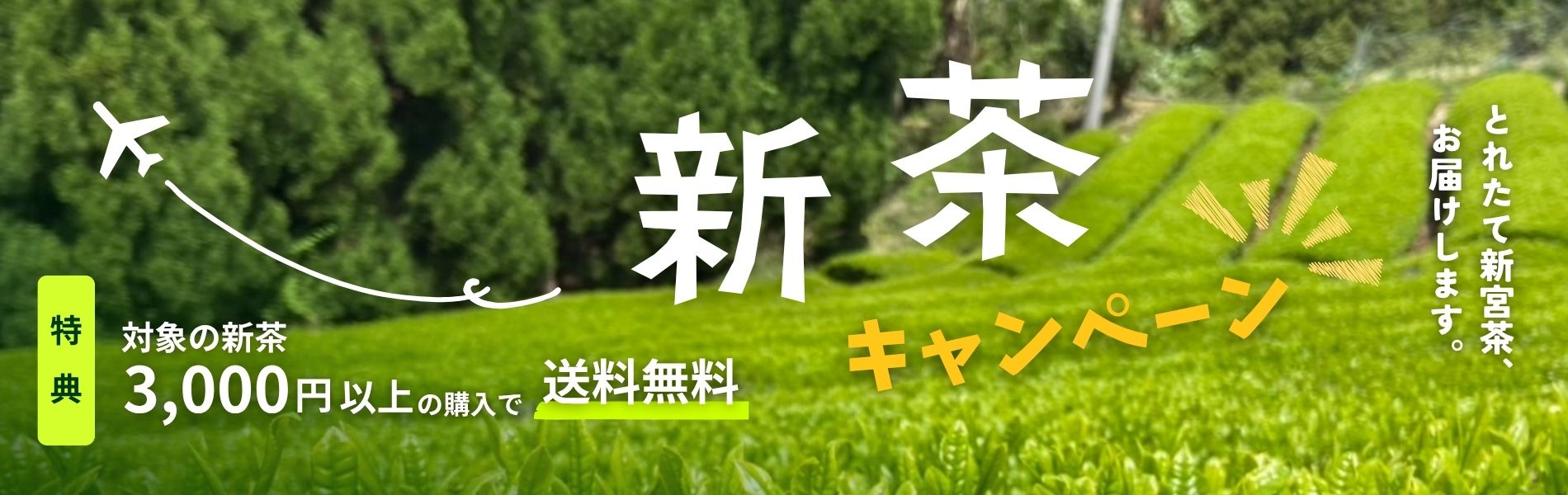 新茶キャンペーン